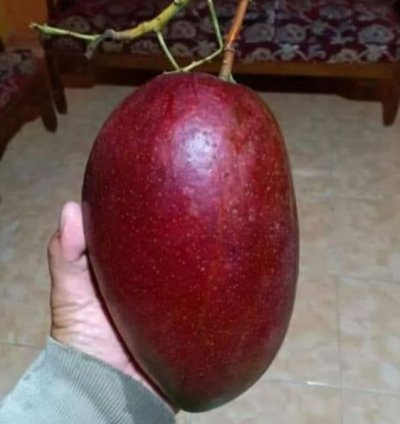 Red Ivory Mango Seedling