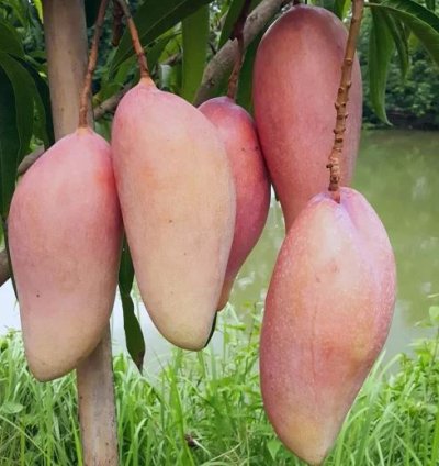 Red Ivory Mango Seedling
