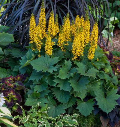 Bottle Rocket Ligularia