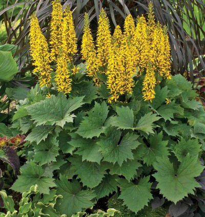 Bottle Rocket Ligularia