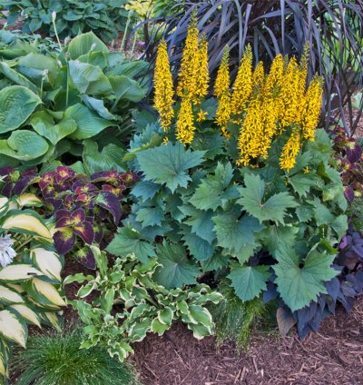 Bottle Rocket Ligularia