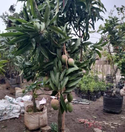 Red Brazil Mango Seedling