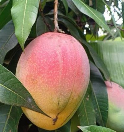 Red Brazil Mango Seedling
