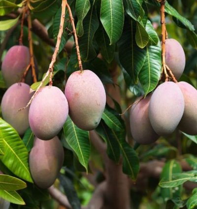 Red Brazil Mango Seedling