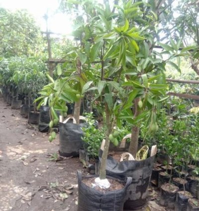 Chokanan Mango Seedling