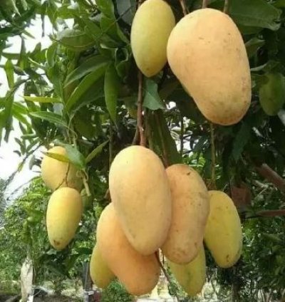 Chokanan Mango Seedling