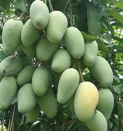 Chokanan Mango Seedling