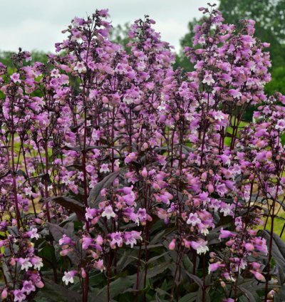 Midnight Masquerade Beardtongue