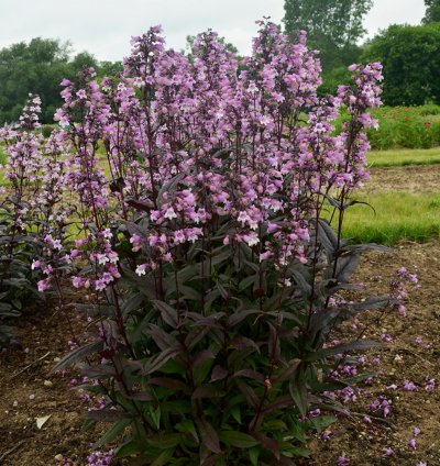 Midnight Masquerade Beardtongue