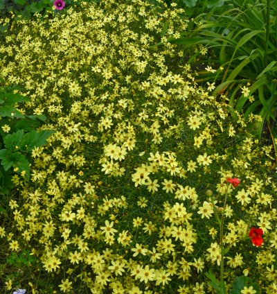 Moonbeam Threadleaf Tickseed