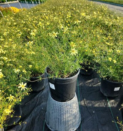 Moonbeam Threadleaf Tickseed