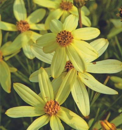 Moonbeam Threadleaf Tickseed