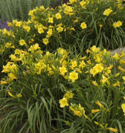Happy Returns Daylily