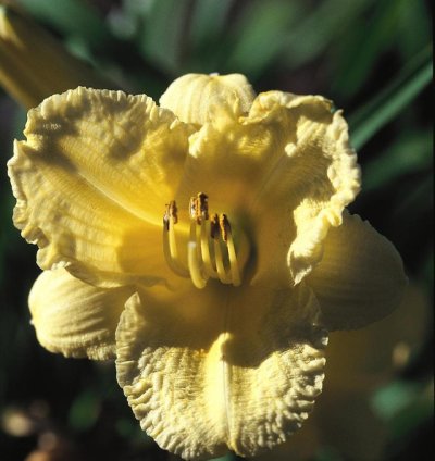 Happy Returns Daylily