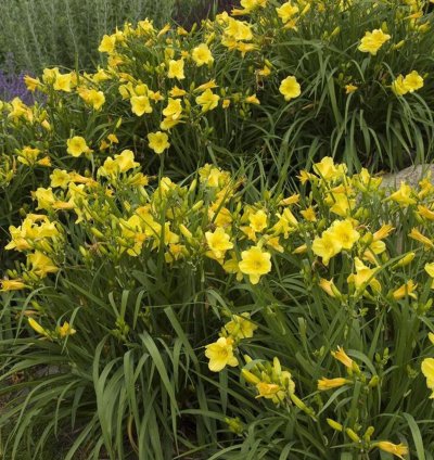 Happy Returns Daylily