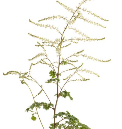 Chantilly Lace Goatsbeard