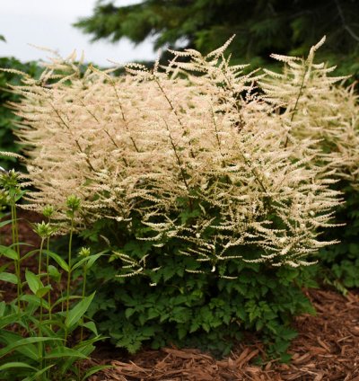 Chantilly Lace Goatsbeard
