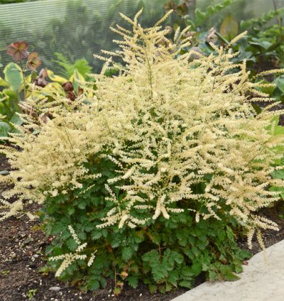 Chantilly Lace Goatsbeard