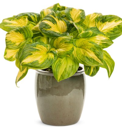 Shadowland Etched Glass Hosta