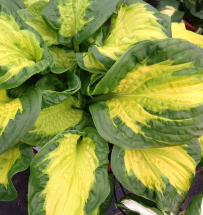 Shadowland Etched Glass Hosta