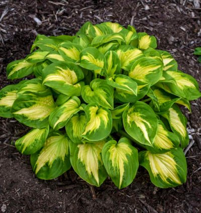 Shadowland Etched Glass Hosta