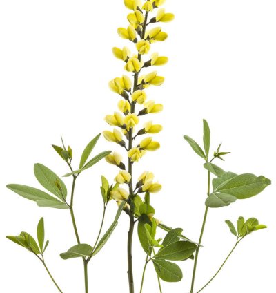 Decadence Lemon Meringue False Indigo