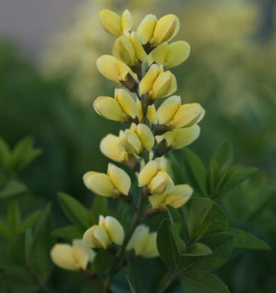 Decadence Lemon Meringue False Indigo
