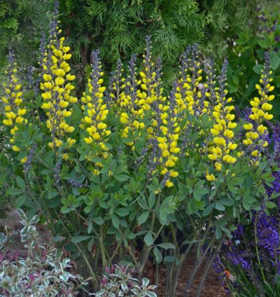 Decadence Lemon Meringue False Indigo