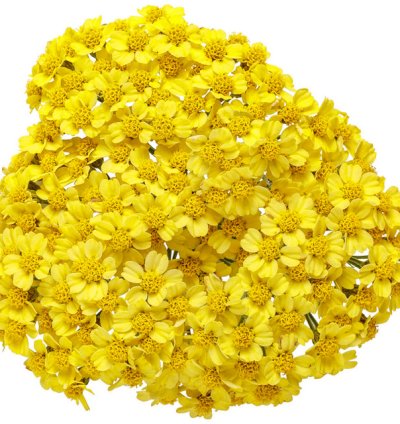 Firefly Sunshine Yarrow