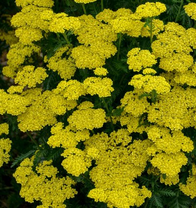 Firefly Sunshine Yarrow