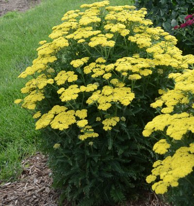 Firefly Sunshine Yarrow