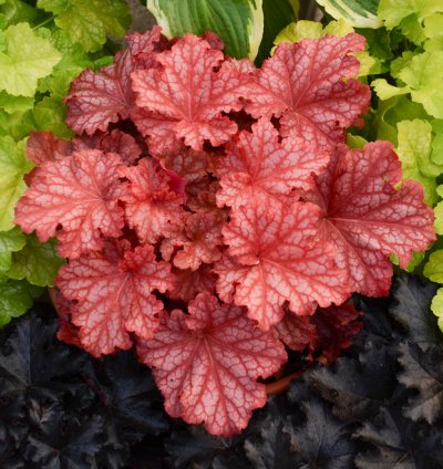Primo Peachberry Ice Coral Bells