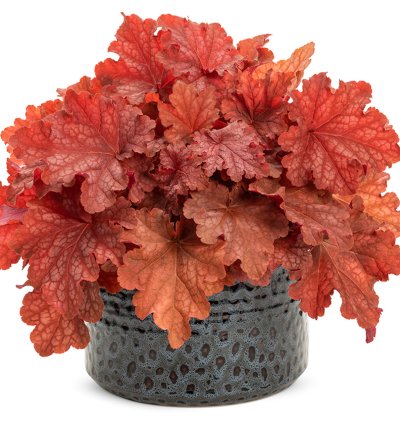 Primo Peachberry Ice Coral Bells