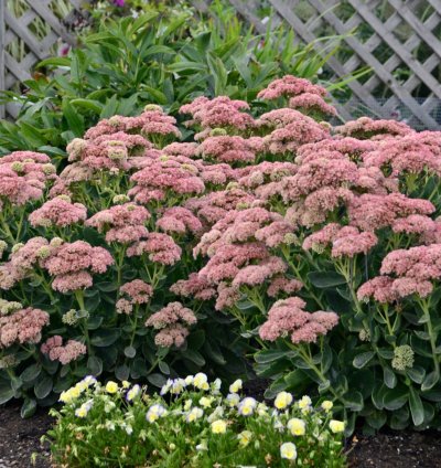 Autumn Joy Stonecrop