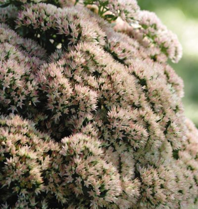 Autumn Joy Stonecrop