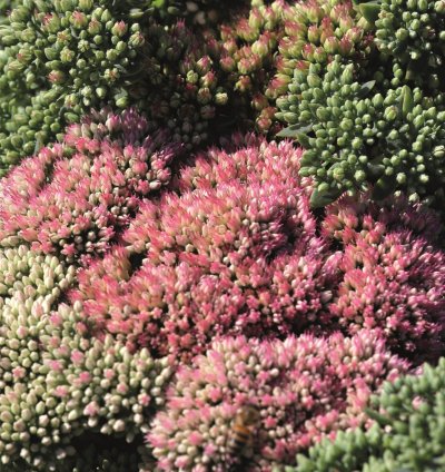 Autumn Joy Stonecrop