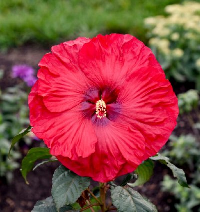 Summerific Valentine’s Crush Hibiscus