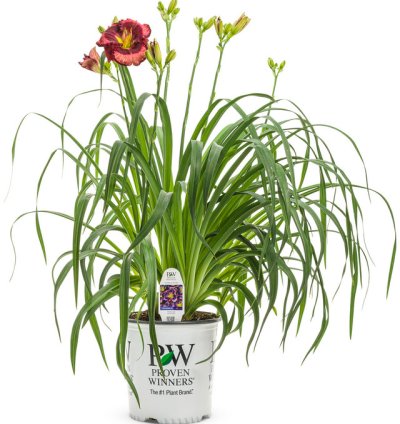 Rainbow Rhythm Storm Shelter Daylily