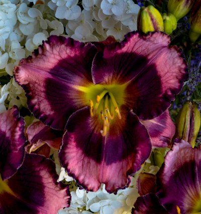 Rainbow Rhythm Storm Shelter Daylily