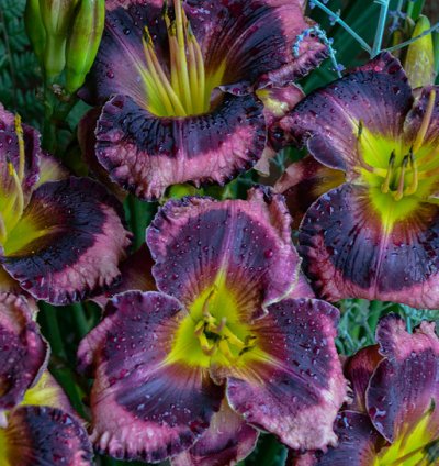 Rainbow Rhythm Storm Shelter Daylily