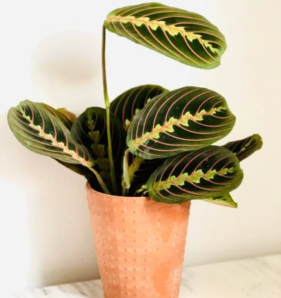 Maranta Leuconeura Erythroneura (Red Prayer Plant)