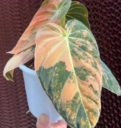 Philodendron Orange Variegated Melanochrysum – Rare Tropical Plant in Moss Pot
