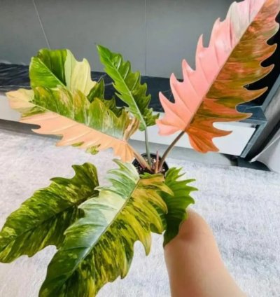 Philodendron Caramel Marble Variegated – Live Rooted Cuttings (Tissue Culture Plant)