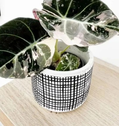 Alocasia Black Velvet Pink Variegated – Exotic Tropical Houseplant
