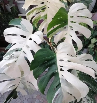 Monstera Borsigiana ALBO Variegated – Rare Tropical Houseplant