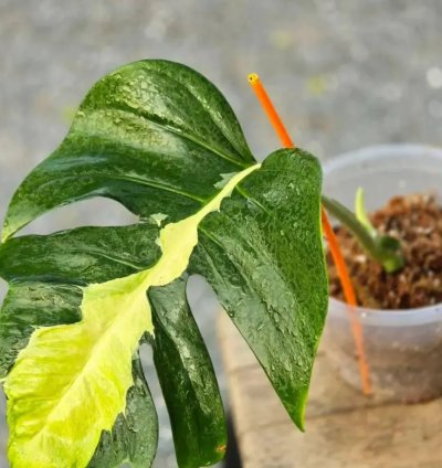 Monstera White Lava Variegated – Rare Tropical Houseplant