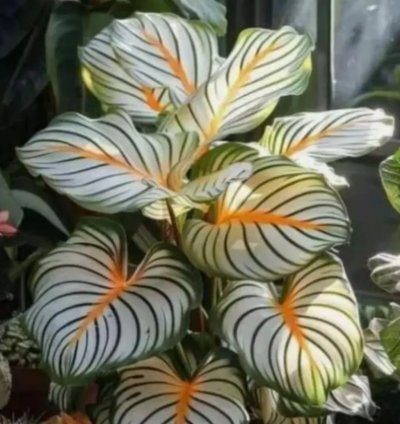 Calathea Orbifolia Variegated  1 Live Bulb Ornamental Plant