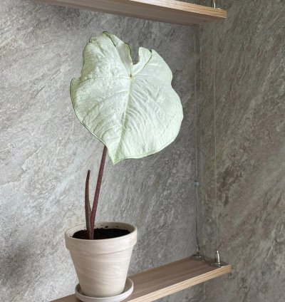 Florida Moonlight Caladium – Live Bulb/Tuber | Rare Ornamental Foliage Plant