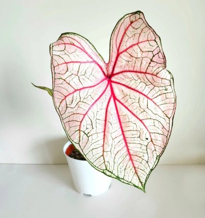 Southern Charm Caladium – Live Plant
