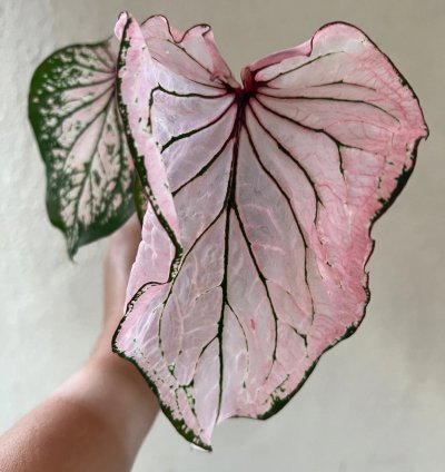 Pink Symphony Caladium – Live Plant